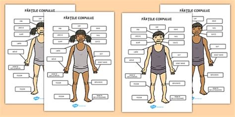 Părțile corpului uman | Planșe A4 | Twinkl România