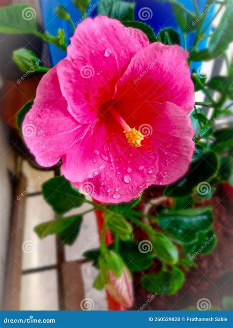 Tropical Pink Hibiscus Flower Plant Stock Photo - Image of plant ...