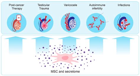 Mesenchymal Stem Cell Secretome: Potential Applications in Human ...