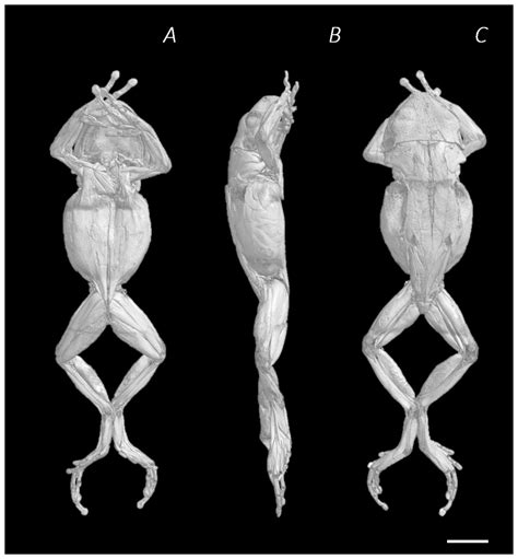 Frog Legs Anatomy
