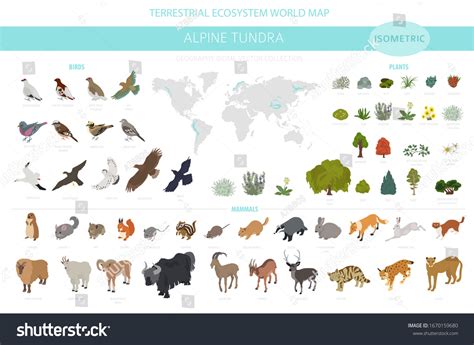 Tundra Ecosystem Plants And Animals