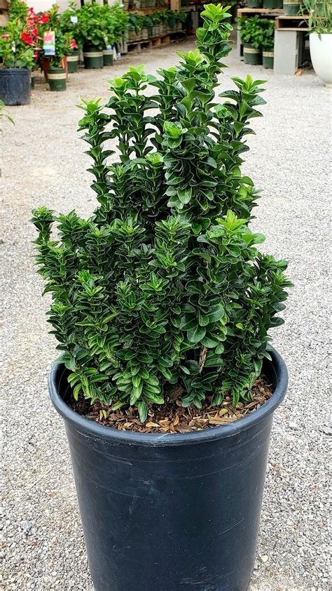 Green Spire Euonymus In Container