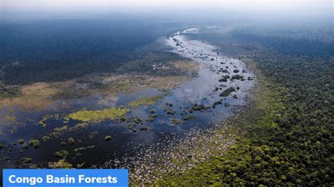 Congo Basin Forests – State of the Forests 2021 – GKToday