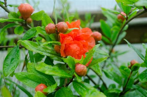 Punica granatum 'Pleniflora' – Secret Garden Growers