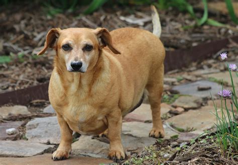 How Big Will A Chihuahua Dachshund Mix Get