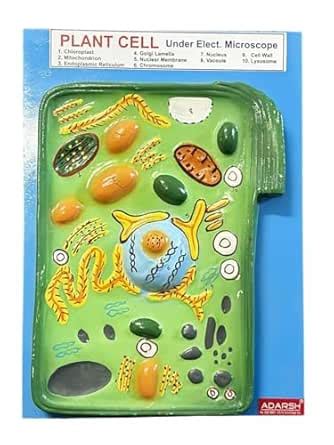 AI-Plant Cell Model/Anatomical Model/Plant Cell Model Educational Kit ...
