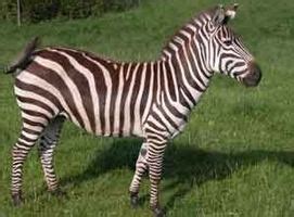 Image result for Zebra Programming Language Applications