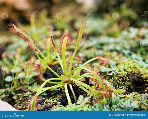 Sundew Carnivorous Plant ,Drosera Anglica ,insectivorous Plants, Meat ...