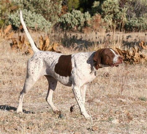 Pointer Dog in Action 的图像结果