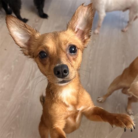 Dog Adopted - Rusty a Chihuahua Dog in Charlotte, NC | Petfinder