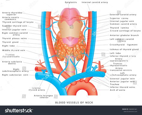 Neck Blood Vessels