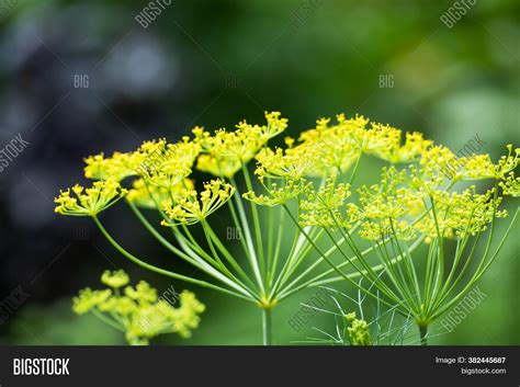 Why Are My Dill Leaves Turning Yellow at Jerry Birch blog