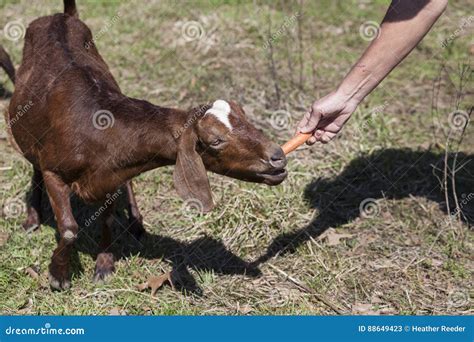 Large Red Goat Eating Carrot from Persons Hand Stock Image - Image of ...