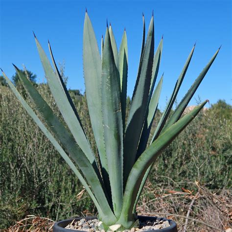 Shop Blue agave 'Tequila Plant' Agave Tequilana - Care and Info ...