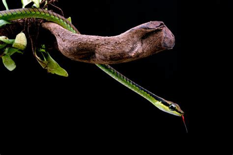 Python Whoosh Documentation 的图像结果