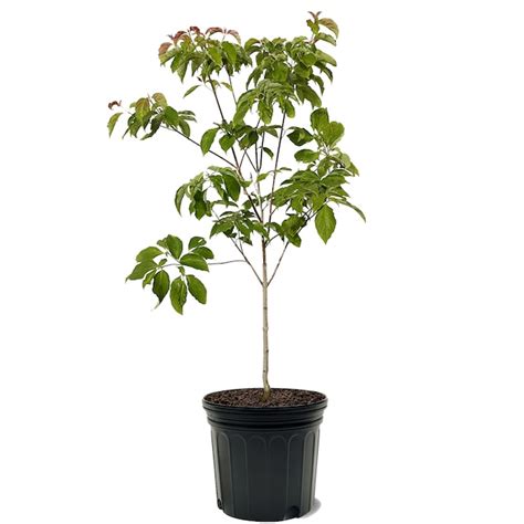 Southern Planters 7-Gallons Pink Flowering Dogwood In Pot (With Soil ...