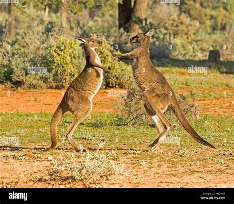 Kangaroo Fight