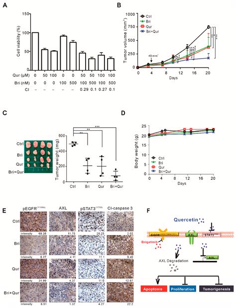 Growth Suppression in Lung Cancer Cells Harboring EGFR-C797S Mutation ...