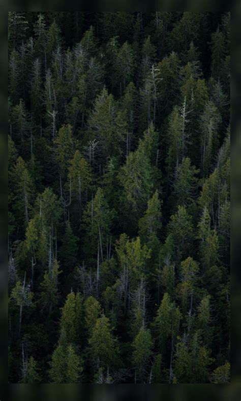 4K Forest Wallpaper HD:Amazon.in:Appstore for Android