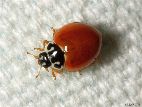Spotless Ladybug - North American Insects & spiders