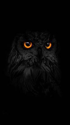 Black Owl Wallpaper Iphone by Phone Wallpaper From Zedge Of An Owl Burung Black Owl Wallpaper Iphone