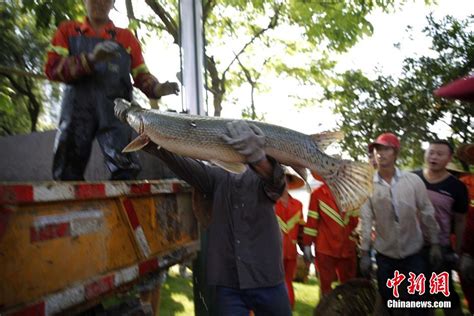 佛山一公园湖内鱼密度过大 2万斤鱼被填埋(图)-搜狐新闻