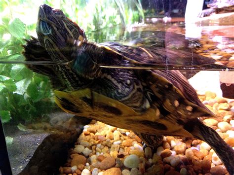 Free picture: red eared slider turtle, trachymys scripta elegans ...