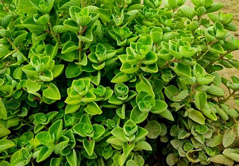 Ajwain Plant In Telugu at Cynthia Granville blog