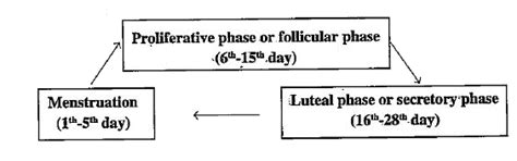 The events of the menstrual cycle are represented below. Answer the ...