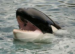 Image result for whale