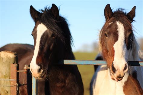 Are Horses Intelligent? | Strathorn Farm Stables