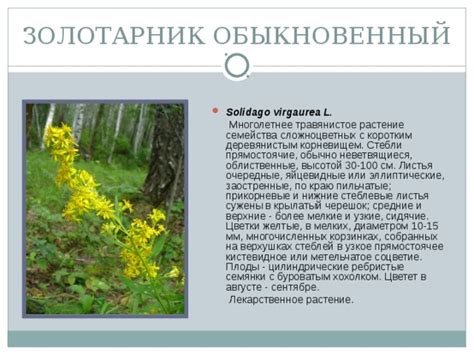 "Растения села Новосергеевка"