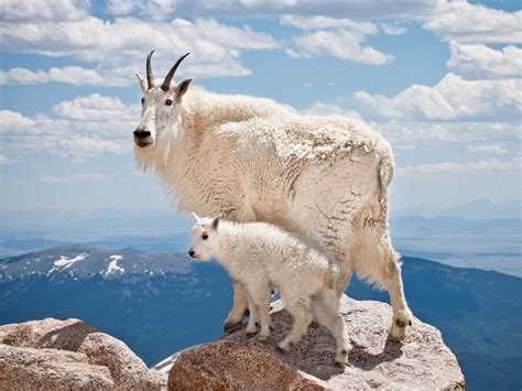 Animals that can climb mountains