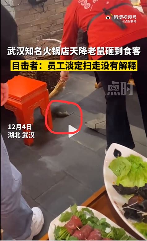 武汉知名火锅店天降老鼠砸到食客，店员淡定扫走老鼠，并无解释。 - 青鸟号