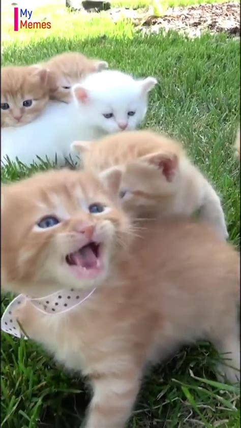 Kittens Meowing Sound