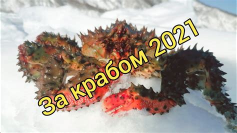 За КРАБОМ / Ловля КРАБА на Сахалине. Крабалка / Сахалинская рыбалка ...