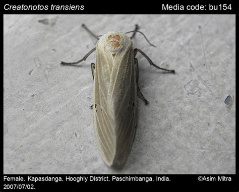 Creatonotos transiens | Moths