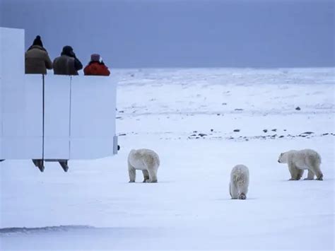 The arrival season - Polar bear encounters to increase, say Alaska ...