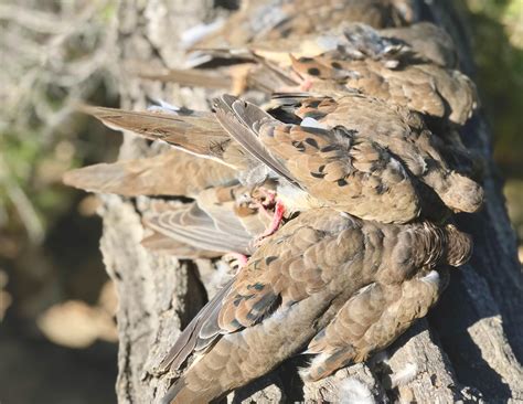 Texas Dove Hunts - Dove Hunting Texas