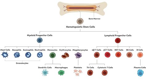 Image result for Lymphocyte Lineage Modulator