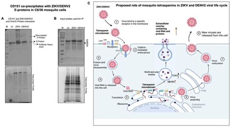 International Journal of Molecular Sciences | An Open Access Journal ...