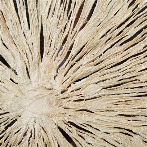 Buy Panorama String Fabric Wall Decor from Home Centre at just INR 4999.0