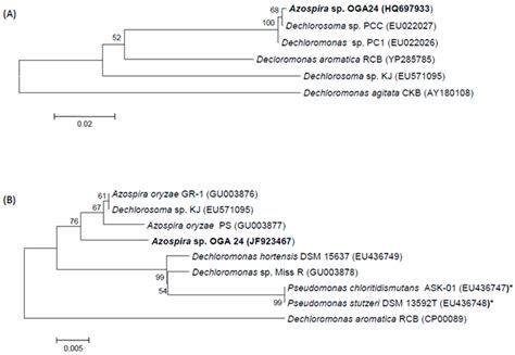 Preferential Use of the Perchlorate over the Nitrate in the Respiratory ...