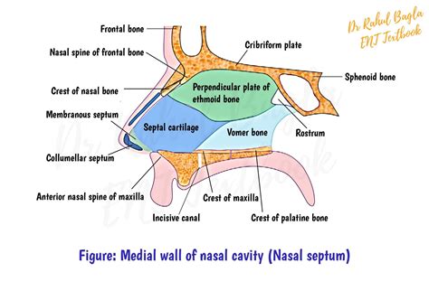 Septoplasty and SMR - Steps of Surgery, Notes, MCQ's, PPT