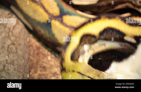 Image result for Reticulated Python Eating