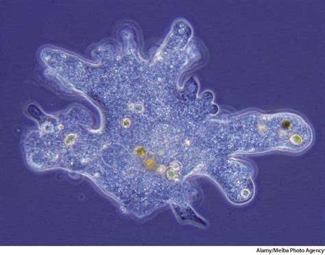 Image result for Amoeba Microscopy