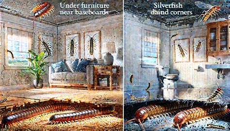 Centipede vs Silverfish: Identification and Key Differences