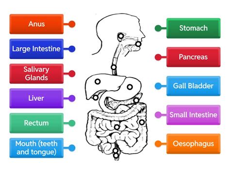 Image result for Science Digestive System