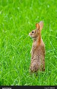 Image result for Rabbit Standing White Background