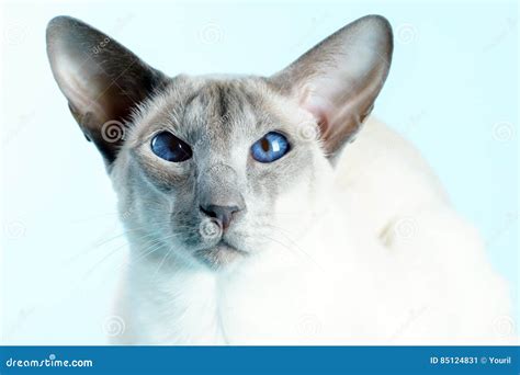Oriental Siamese Cat Blue Eyes Sitting Light Blue Background Stock ...